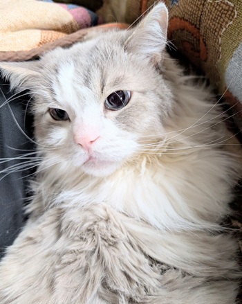 ケア後、ムシャクシャするまお君