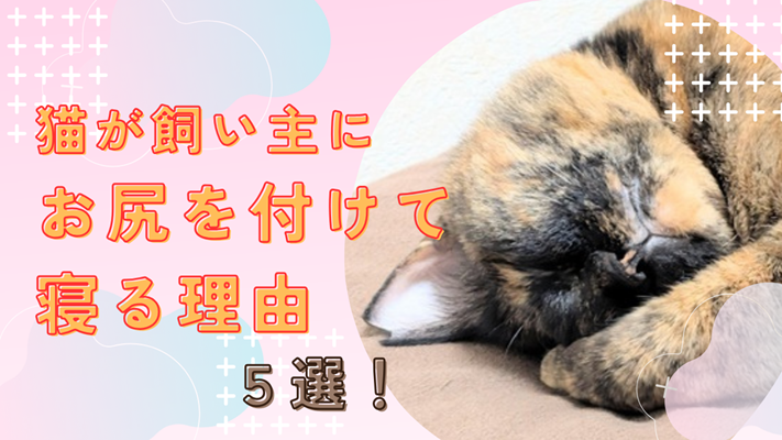眠るサビ猫の写真に「猫が飼い主にお尻を付けて寝る理由5選」と書かれたアイキャッチ画像