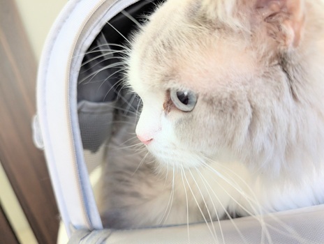 カバンから顔を乗り出して覗くまお君