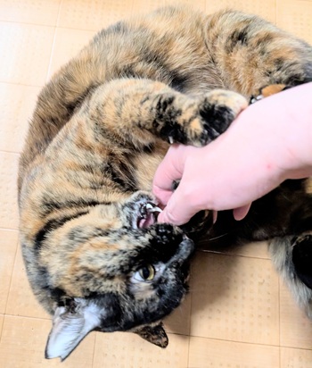 オリャー！（蹴り噛み）ならびちゃん