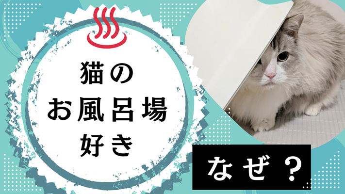 風呂椅子に隠れるラグドールの写真に「猫のお風呂好き　なぜ？」と書かれたアイキャッチ画像