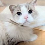 まお君