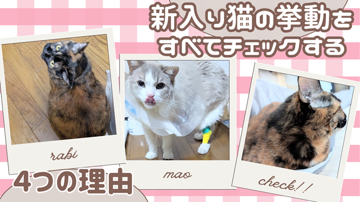 サビ猫とラグドールの写真と、「新入り猫の挙動をすべてチェックする4つの理由」と書かれたアイキャッチ画像