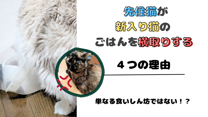 ごはんを食べるラグドールの後ろ姿の写真とサビ猫の写真に、「先住猫が新入り猫のごはんを横取りする4つの理由」と書かれたアイキャッチ画像