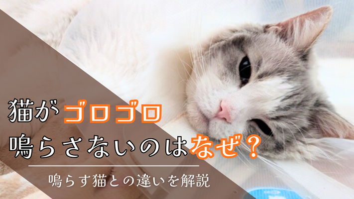 エリザベスカラーをつけた猫の写真に、「猫がゴロゴロ鳴らさない理由はなぜ？」と書かれたアイキャッチ画像