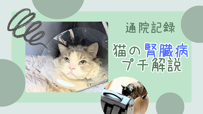 ラグドールとサビ猫の写真に、「通院記録、猫の腎臓病プチ解説」と書かれたアイキャッチ画像