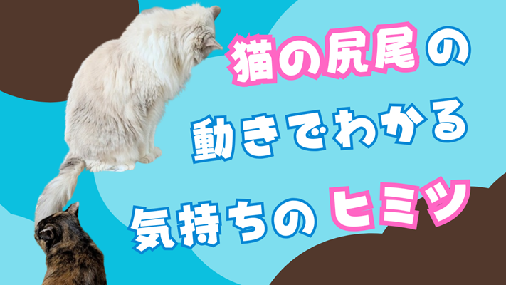 ラグドールの尻尾を嗅ぐサビ猫の写真に、「猫の尻尾の動きでわかる気持ちのヒミツ」と書かれたアイキャッチ画像