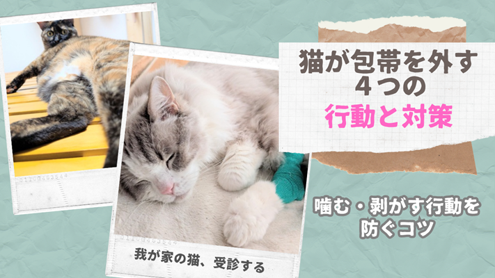 ラグドールとサビ猫の写真に、「猫が包帯を外す４つの行動と対策」と書かれたアイキャッチ画像