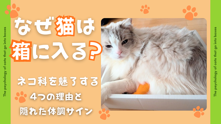 箱に入るラグドールの写真に、「なぜ猫は箱に入る？ネコ科を魅了する４つの理由と隠れた体調サイン」と書かれたアイキャッチ画像