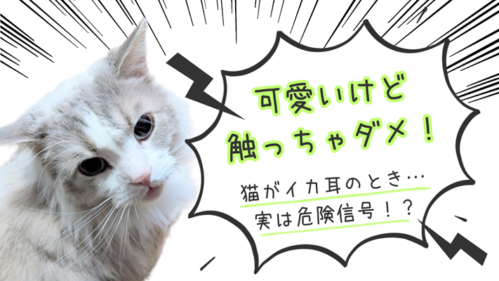 ラグドールの写真に、「可愛いけど触っちゃダメ！猫がイカ耳のとき、実は危険信号！？」と書かれたアイキャッチ画像
