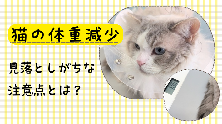ラグドールの写真に「猫の体重減少、見落としがちな注意点とは」と書かれたアイキャッチ画像