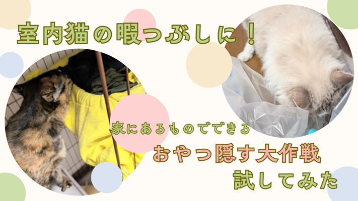 ラグドールの写真に「室内猫の暇つぶしに！家にあるものでできるおやつ隠す大作戦試してみた」と書かれたアイキャッチ画像