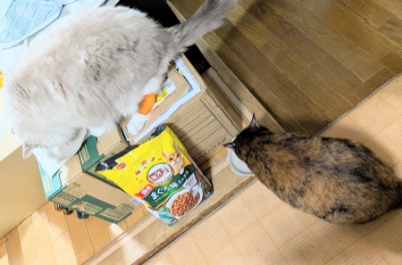 ちゅ〜るで水分を補給するまお君とらびちゃん
