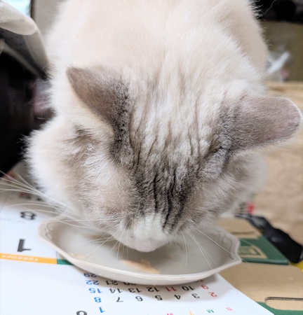 お皿に顔を入れて食べるラグドールのまお君