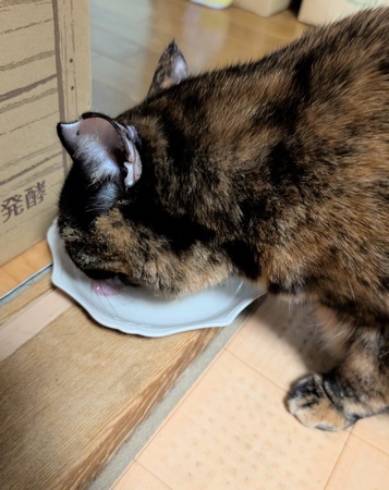お皿に顔を入れて食べるサビ猫のらびちゃん