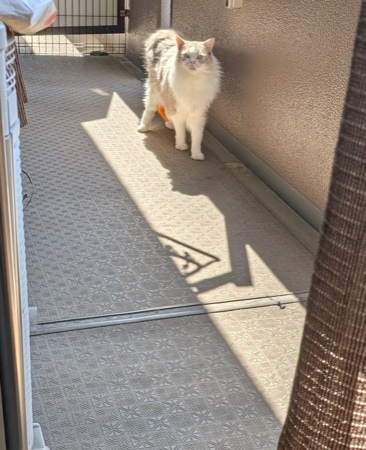 秋の日差しの中、ベランダに立つまお君