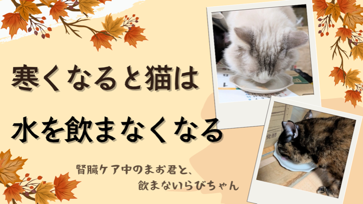ラグドールの写真を使用した画像に「寒くなると猫は水を飲まなくなる【腎臓ケア中のまお君と、飲まないらびちゃん】」と書かれたアイキャッチ画像