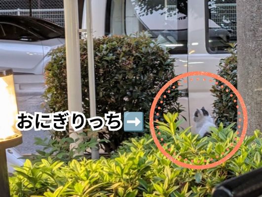 マンションの植え込みの奥にいる外猫のおにぎりっち