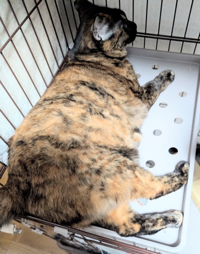 ケージの中で白いすのこの上に寝転がるサビ猫のらびちゃん