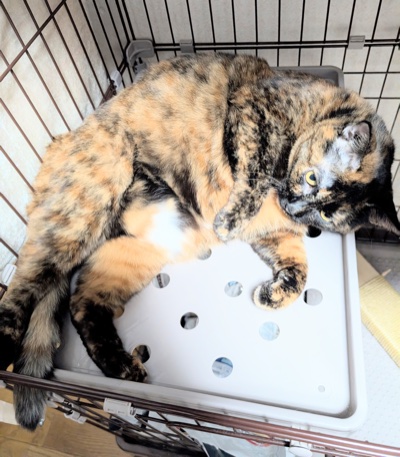 ケージの中でくつろぐサビ猫のらびちゃん