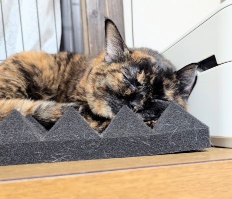 吸音材にあごを乗せて目を閉じているサビ猫のらびちゃん