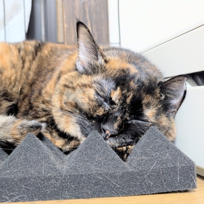 黒い三角の吸音材に顔をうずめて眠るサビ猫のらびちゃん